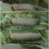 musch cribrellum larva6 volg111